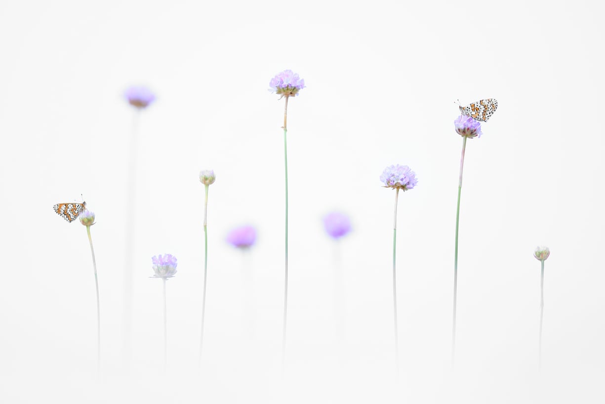 جایزه «عکاس کلوزآپ» به یک استاد زیست‌شناسی دریایی اعطا شد + تصاویر و شرح