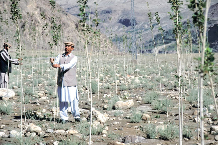 سونامی کاشت جنگل در پاکستان