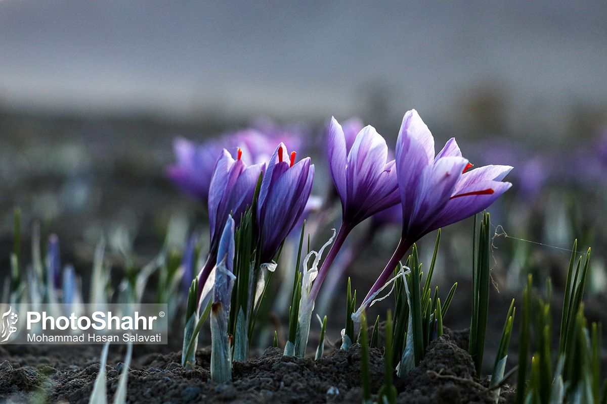روایتی از یک &zwnj;روز زندگی زعفران&zwnj;کاران که این روزها طلای سرخشان خریدار ندارد