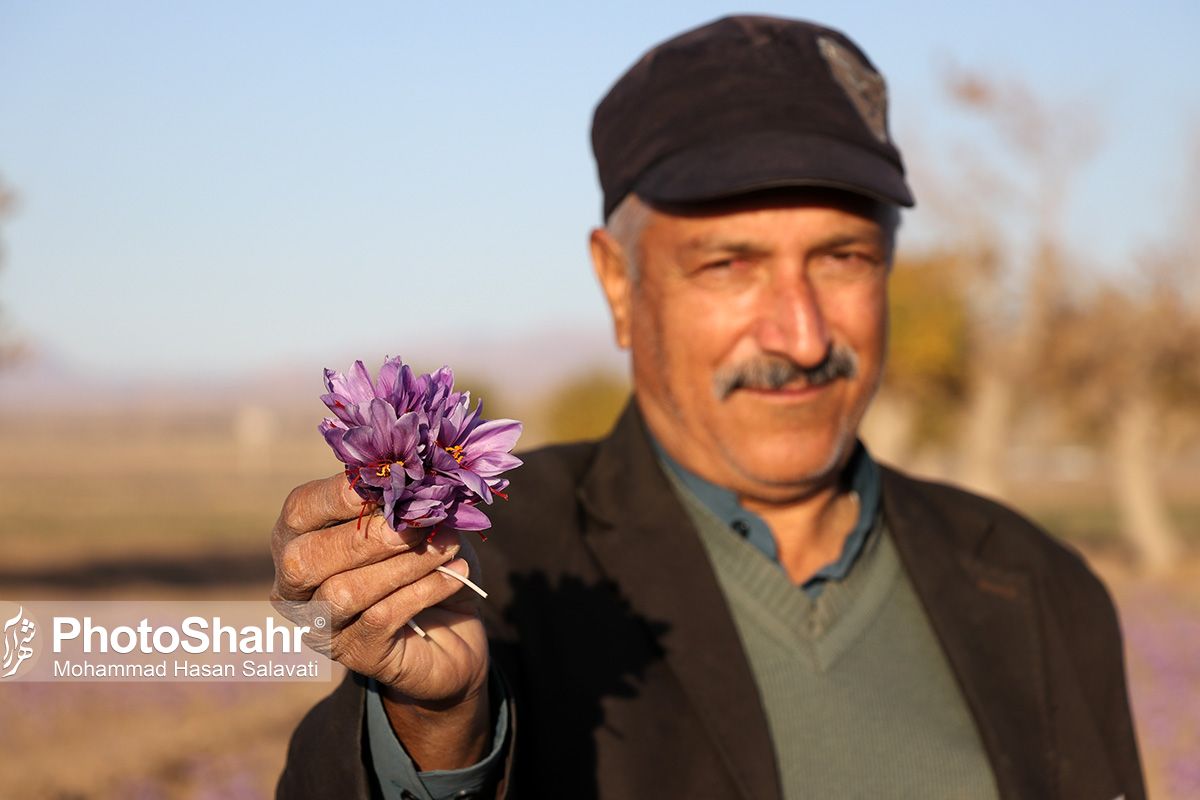 روایتی از یک &zwnj;روز زندگی زعفران&zwnj;کاران که این روزها طلای سرخشان خریدار ندارد