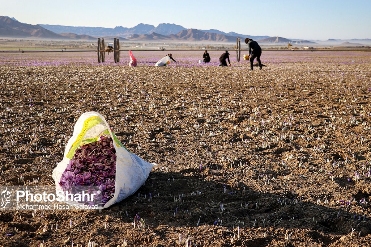 روایتی از یک &zwnj;روز زندگی زعفران&zwnj;کاران که این روزها طلای سرخشان خریدار ندارد