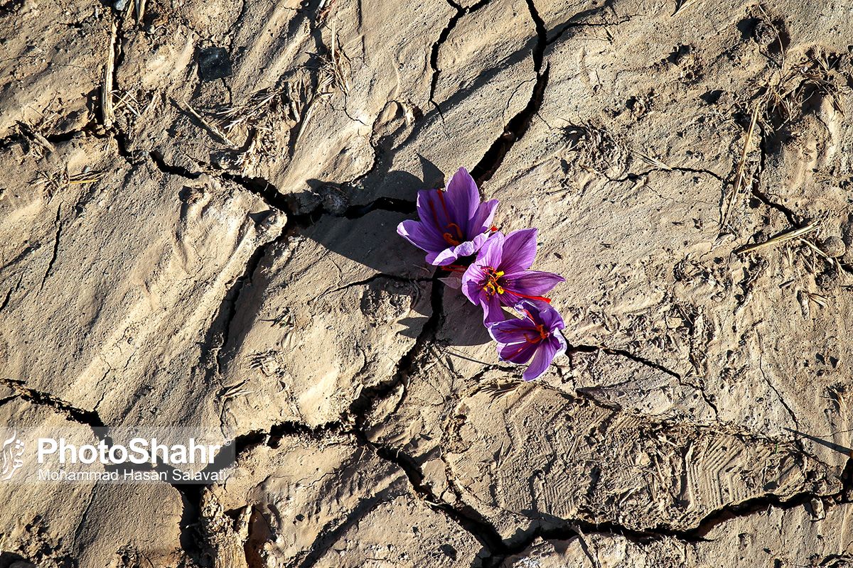روایتی از یک &zwnj;روز زندگی زعفران&zwnj;کاران که این روزها طلای سرخشان خریدار ندارد