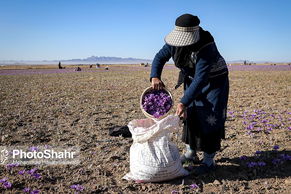 روایتی از یک &zwnj;روز زندگی زعفران&zwnj;کاران که این روزها طلای سرخشان خریدار ندارد
