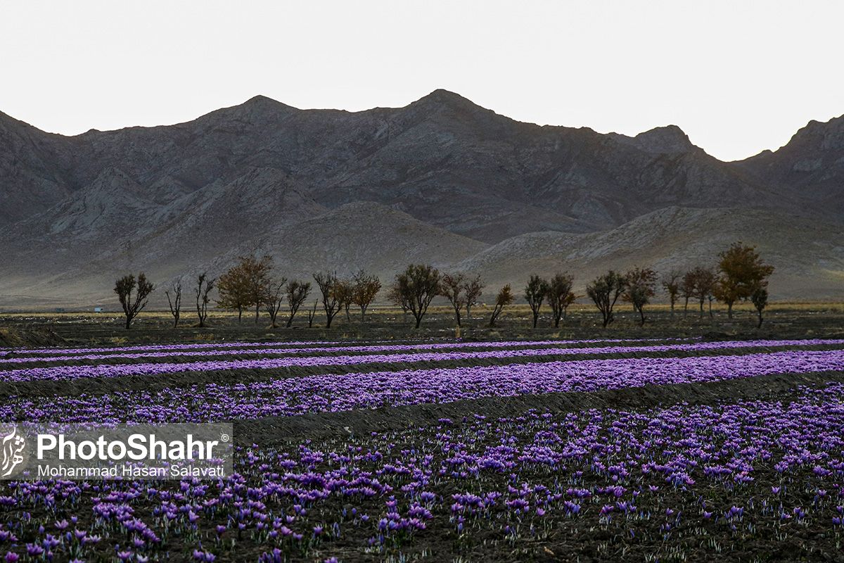 روایتی از یک &zwnj;روز زندگی زعفران&zwnj;کاران که این روزها طلای سرخشان خریدار ندارد