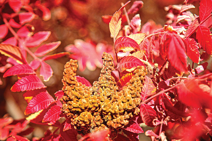 گردشگری روستای خانیک این روز‌ها سماق می‌مکد