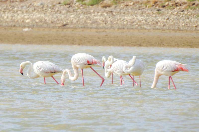 درباره «پرنده نگری»، یک تفریح نوین پرطرف دار