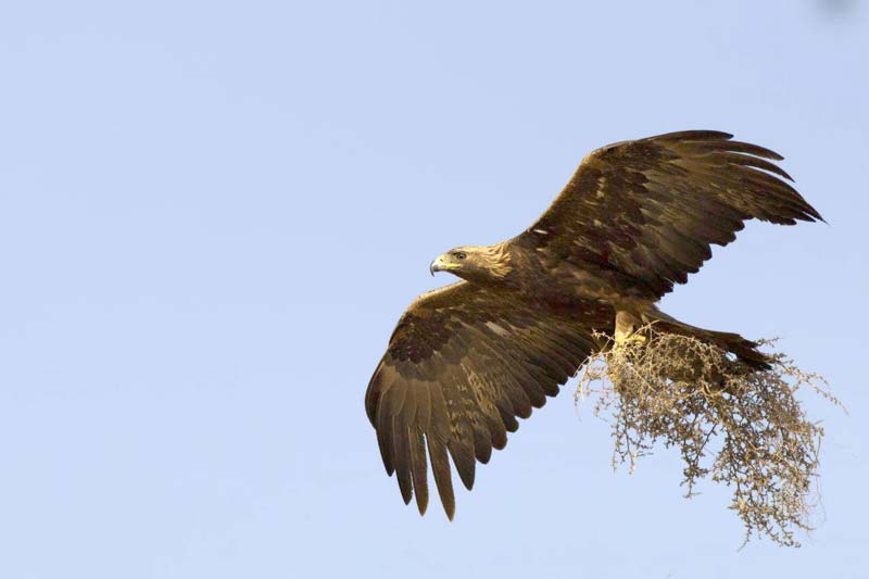 درباره «پرنده نگری»، یک تفریح نوین پرطرف دار