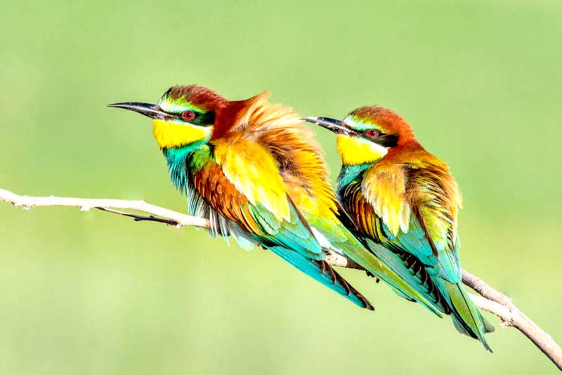 درباره «پرنده نگری»، یک تفریح نوین پرطرف دار