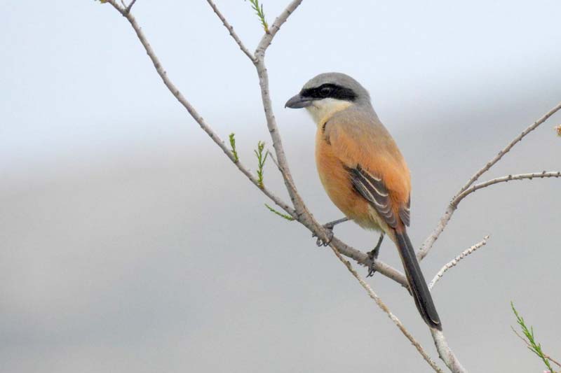 درباره «پرنده نگری»، یک تفریح نوین پرطرف دار