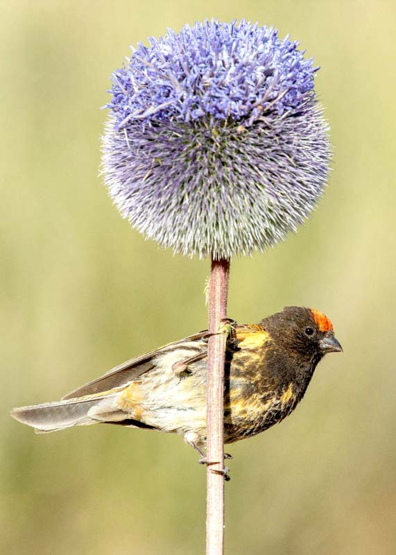 درباره «پرنده نگری»، یک تفریح نوین پرطرف دار