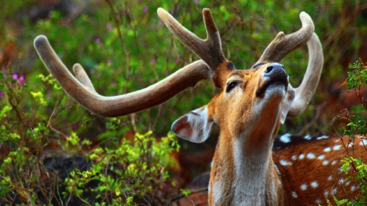 گوزن زرد ایرانی در معرض خطر انقراض