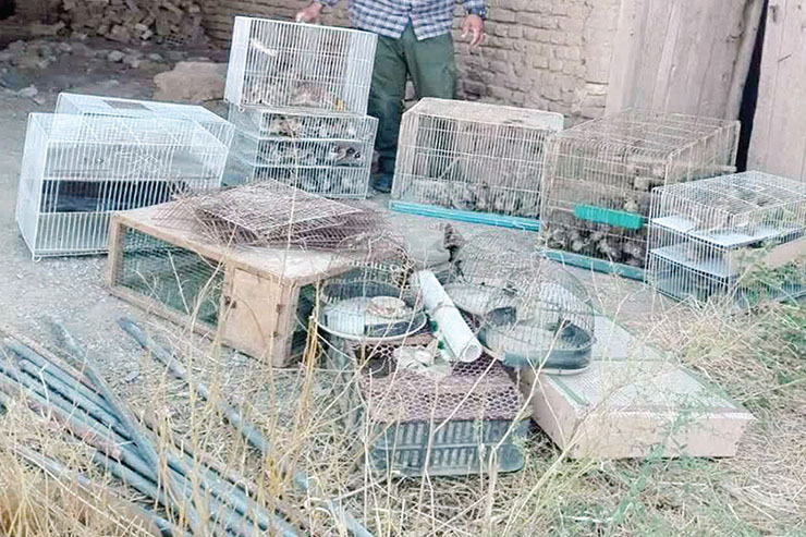 نجات ۱۸۰ چکاوک از چنگ شکارچی پرندگان