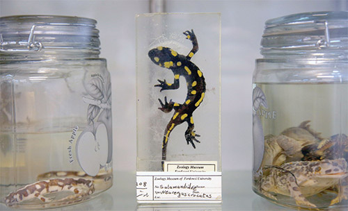 نیم قرن تلاش علمی