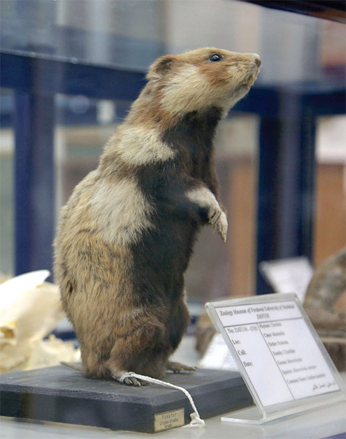 نیم قرن تلاش علمی