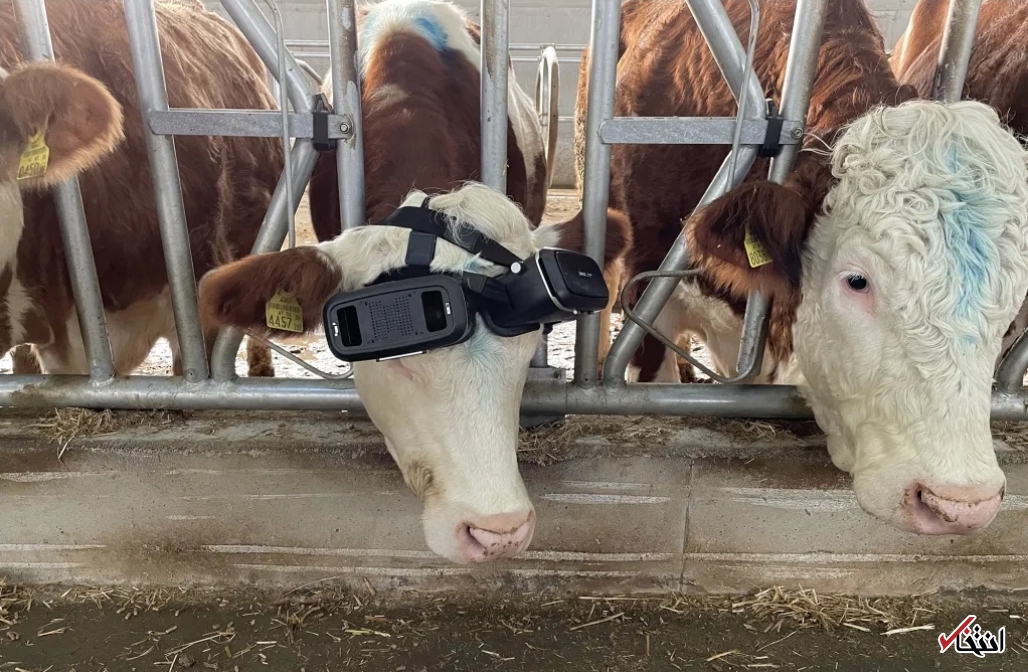 گاوهای شیرده شاد با عینک واقعیت مجازی گاوهای شیرده شاد با عینک واقعیت مجازی