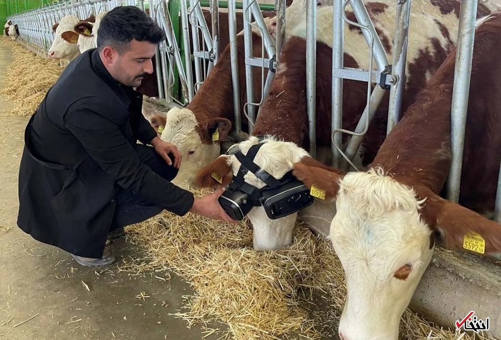 گاوهای شیرده شاد با عینک واقعیت مجازی گاوهای شیرده شاد با عینک واقعیت مجازی