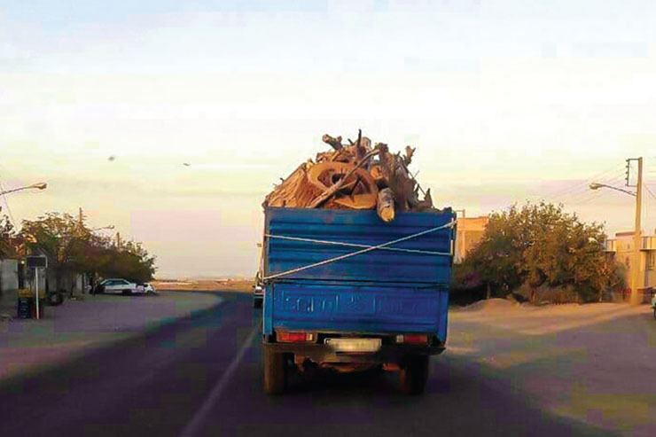 مرگ دسته جمعی درختان «سنو»