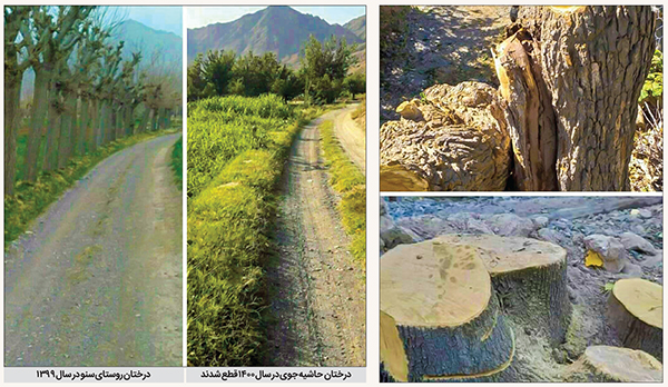 مرگ دسته جمعی درختان «سنو» مرگ دسته جمعی درختان «سنو»