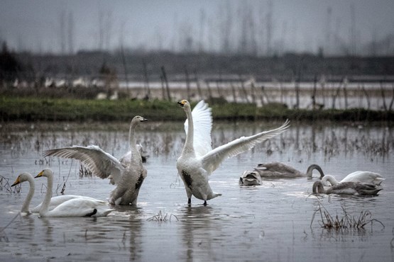 ماجرای تلخ سربریدن ۴۰۰ قو در سرخرود مازندران + فیلم ماجرای تلخ سربریدن ۴۰۰ قو در سرخرود مازندران + فیلم