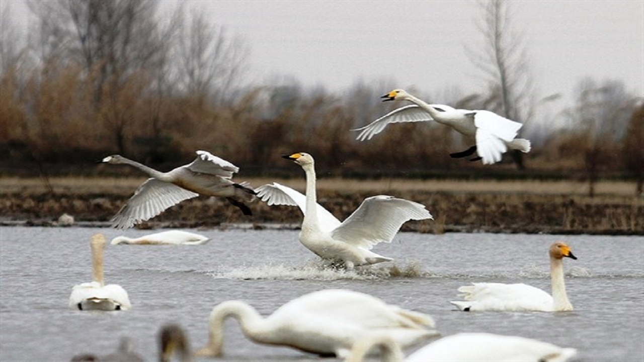 ماجرای تلخ سربریدن ۴۰۰ قو در سرخرود مازندران + فیلم ماجرای تلخ سربریدن ۴۰۰ قو در سرخرود مازندران + فیلم