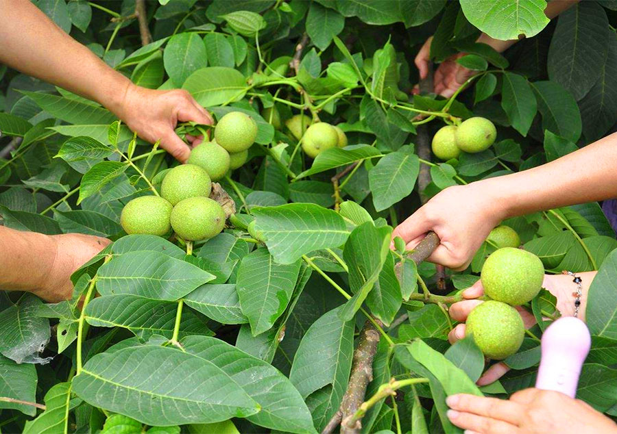 فروش ویژه ۲ نهال گردو با باردهی ۳۵۰ کیلو در سال از آریا نهال فروش ویژه ۲ نهال گردو با باردهی ۳۵۰ کیلو در سال از آریا نهال