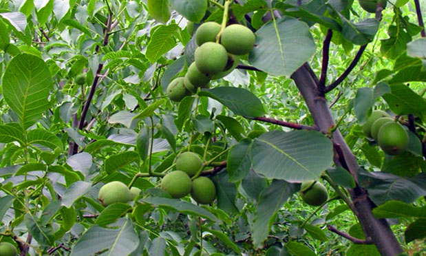 فروش ویژه ۲ نهال گردو با باردهی ۳۵۰ کیلو در سال از آریا نهال فروش ویژه ۲ نهال گردو با باردهی ۳۵۰ کیلو در سال از آریا نهال