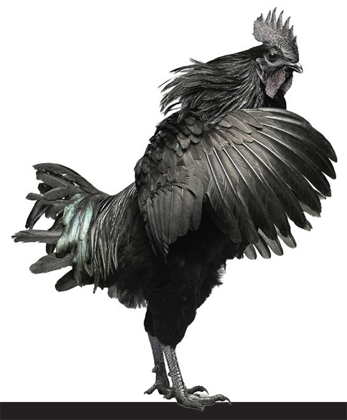 میلیاردر‌های جهان چه غذایی می‌خورند؟