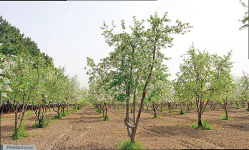 باغ رضوان رضا (ع)