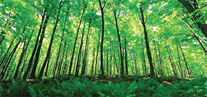 عید امسال کجا برویم؟ عید امسال کجا برویم؟