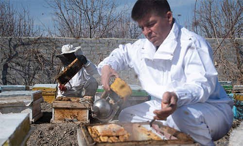 سفرکردن با زنبورها سفرکردن با زنبورها