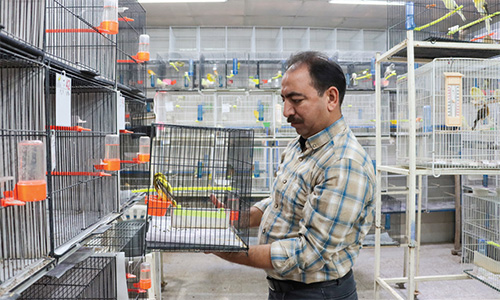 آوازهای قیمتی «رسمی بلند» آوازهای قیمتی «رسمی بلند»