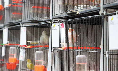 آوازهای قیمتی «رسمی بلند» آوازهای قیمتی «رسمی بلند»