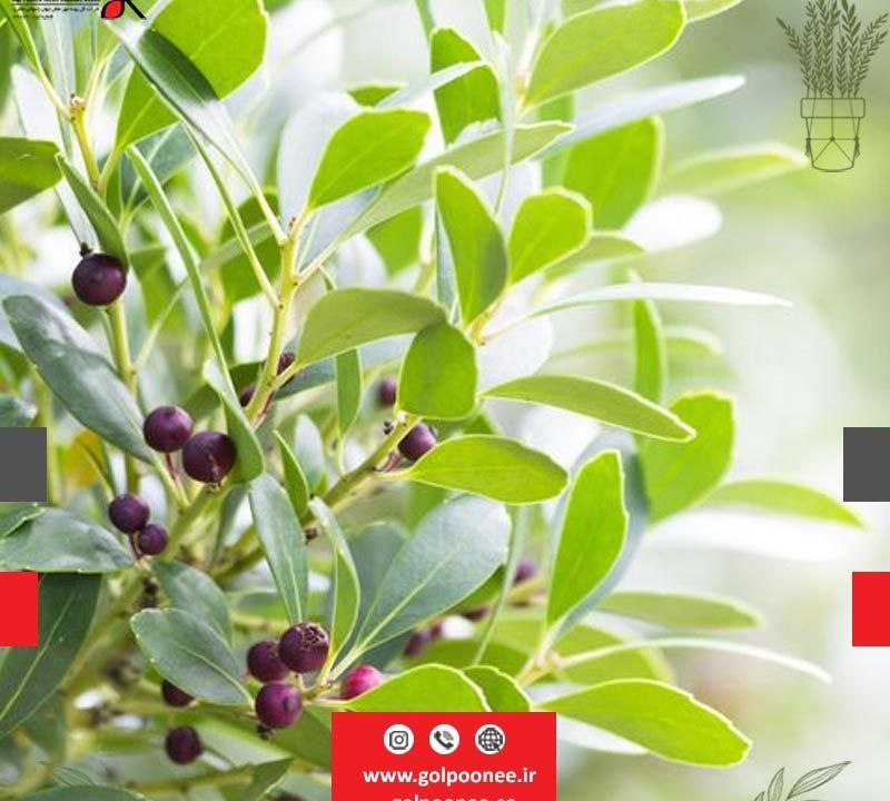 با این نکات طراحی فضای سبز شگفت انگیز را در نوروز داشته باشید با این نکات طراحی فضای سبز شگفت انگیز را در نوروز داشته باشید