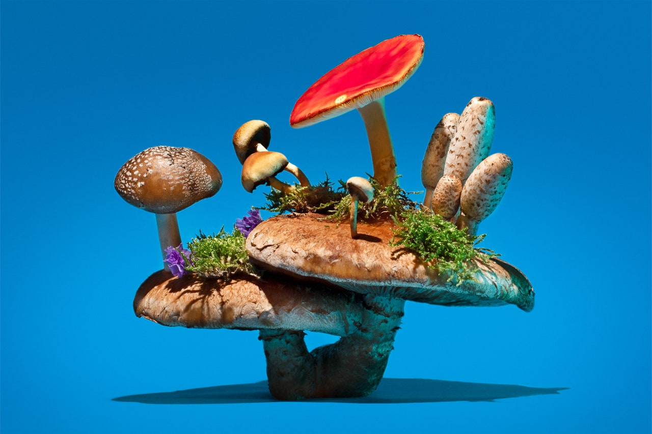 قارچ&zwnj;ها، الهگان زیبایی، شعر و موسیقی