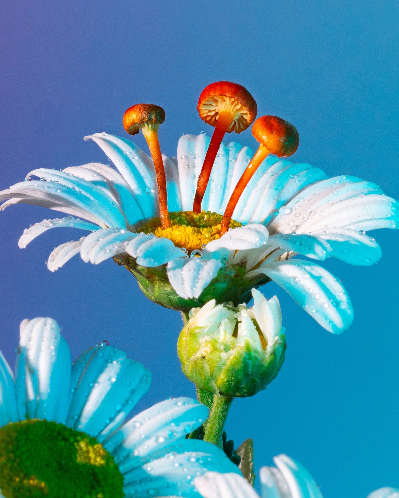 قارچ&zwnj;ها، الهگان زیبایی، شعر و موسیقی