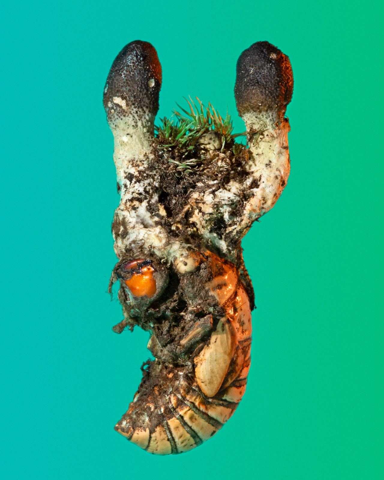 قارچ&zwnj;ها، الهگان زیبایی، شعر و موسیقی