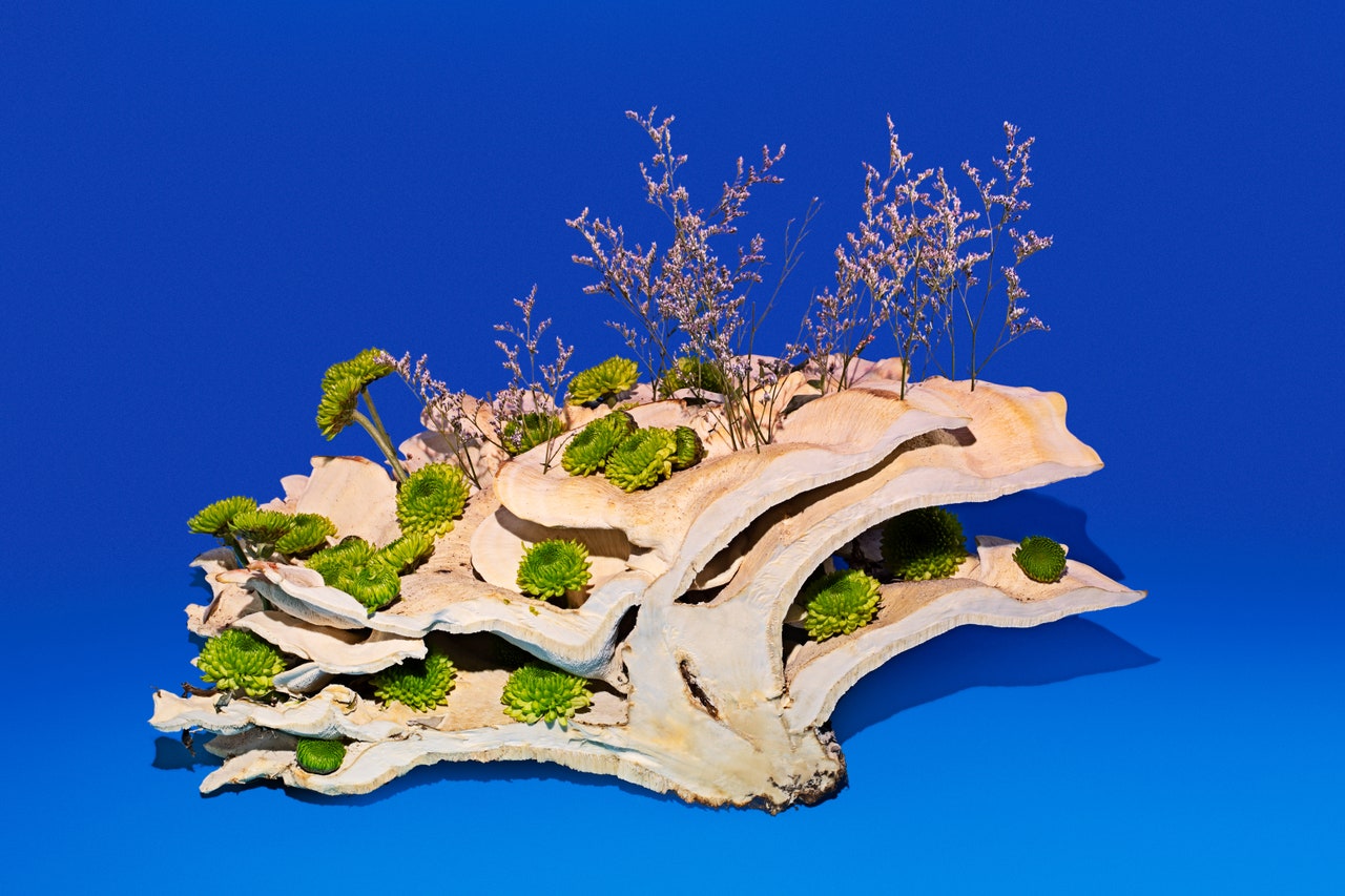 قارچ&zwnj;ها، الهگان زیبایی، شعر و موسیقی