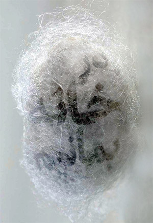 واکسن طراحی