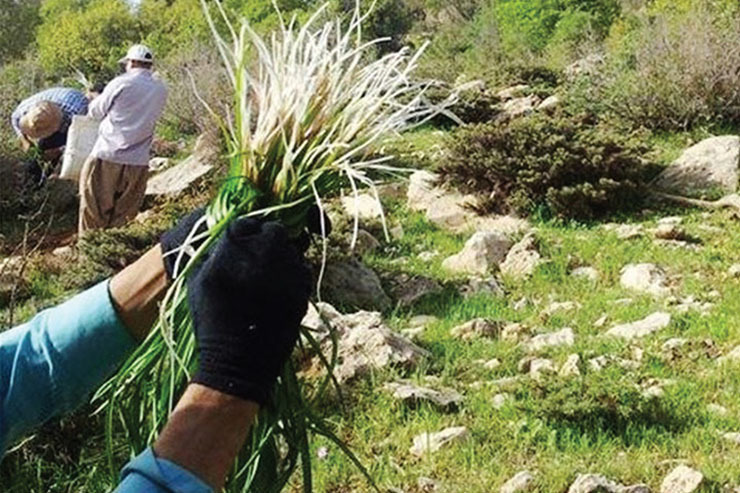 درباره چند سبزی و میوه بهارانه در کوهستان