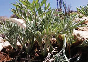 نوبرانه&zwnj;های بهاری خراسانی