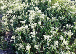 نوبرانه&zwnj;های بهاری خراسانی