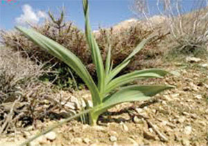 نوبرانه&zwnj;های بهاری خراسانی