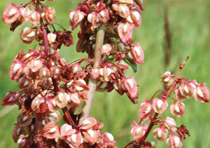 نوبرانه&zwnj;های بهاری خراسانی