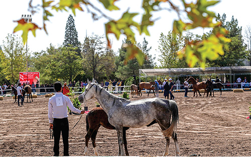 تاخت سوارکاری در کورس با کرونا تاخت سوارکاری در کورس با کرونا