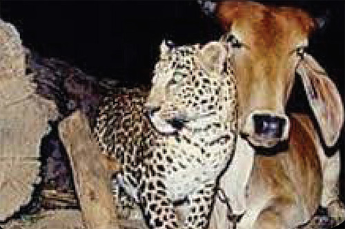 رفاقت عجیب گاو و پلنگ! رفاقت عجیب گاو و پلنگ!