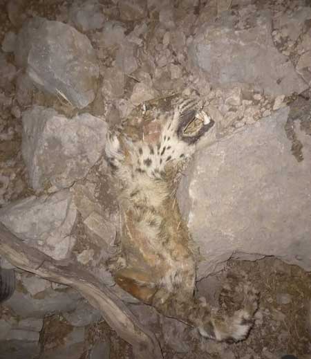 مرگ دردناک پلنگ ایرانی در آتشسوزی کوه حاتم زاگرس + عکس مرگ دردناک پلنگ ایرانی در آتشسوزی کوه حاتم زاگرس + عکس