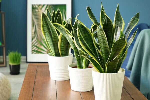 گیاهان آپارتمانی که هوای خانه را تصفیه می‌کنند