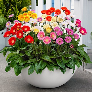 گیاهان آپارتمانی که هوای خانه را تصفیه می‌کنند