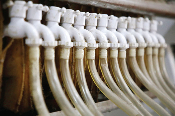 تجربه‌های چرب و چیلی