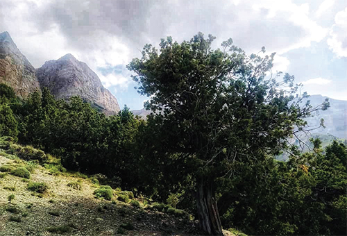 به آیین اُرس جنگل اُرس